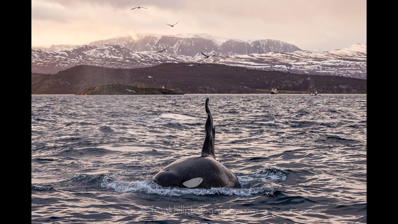 Swimming with Orcas and Whales in Tromso, Norway - 2024