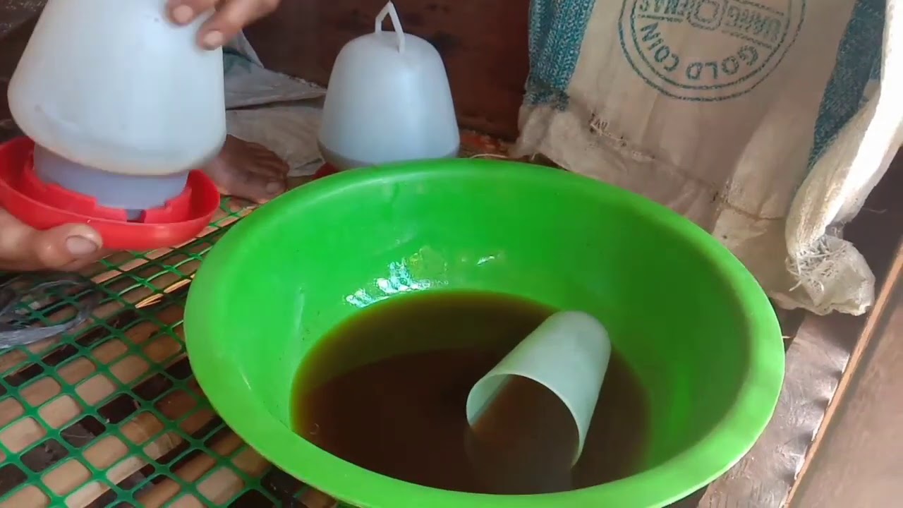 AIR GULA MERAH BERIKAN PADA ANAK AYAM BROILER YANG BARU DATANG