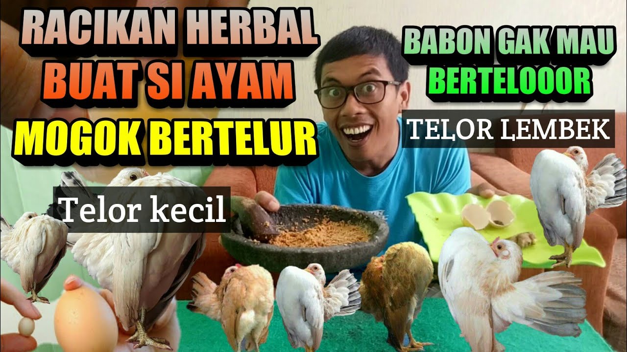 Solusi induk ayam serama mogok bertelur,telur lembek,kecil | serama chickens