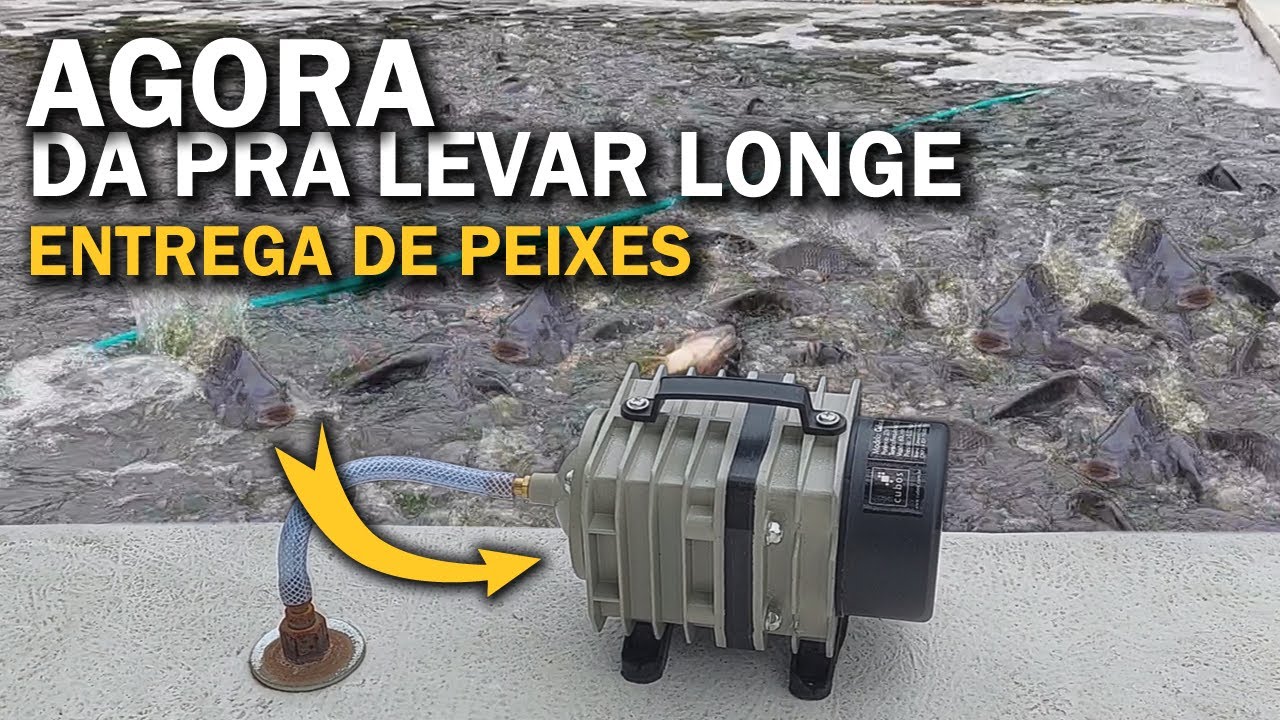 MINHA ENTREGA DE PEIXES AGORA ESTÁ ASSIM TOP COM ESSE OXIGENADOR saalada