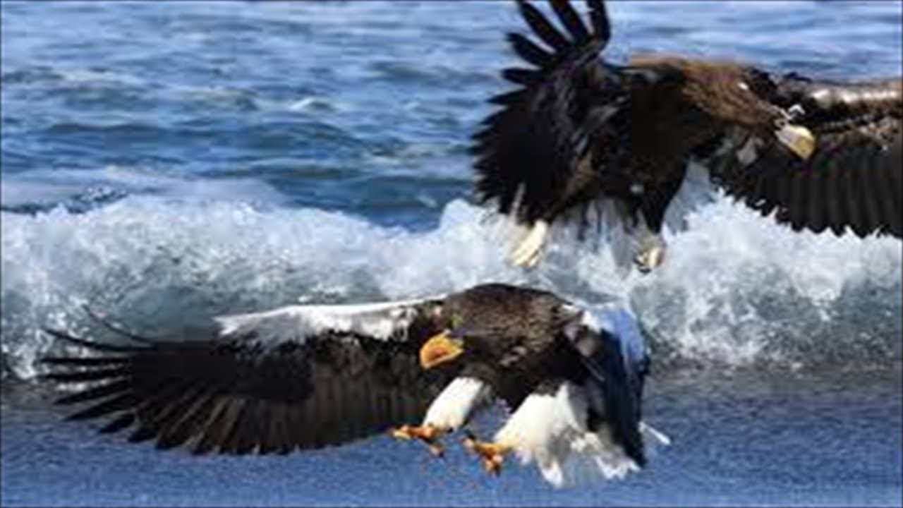 【自然】野生の動物 Vol.1　野生に生きる動物たち【絶景】