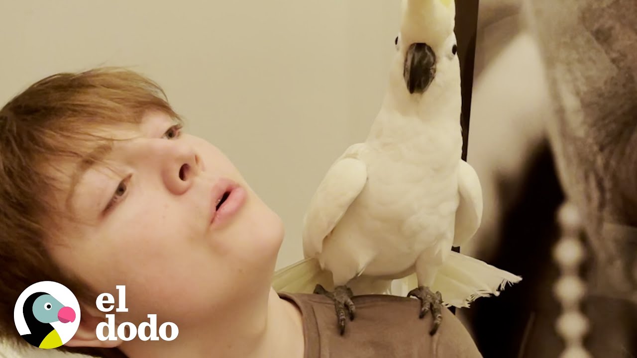 Pájaro se ríe como villano malvado persiguiendo a su familia por la casa | Almas Gemelas | El Dodo