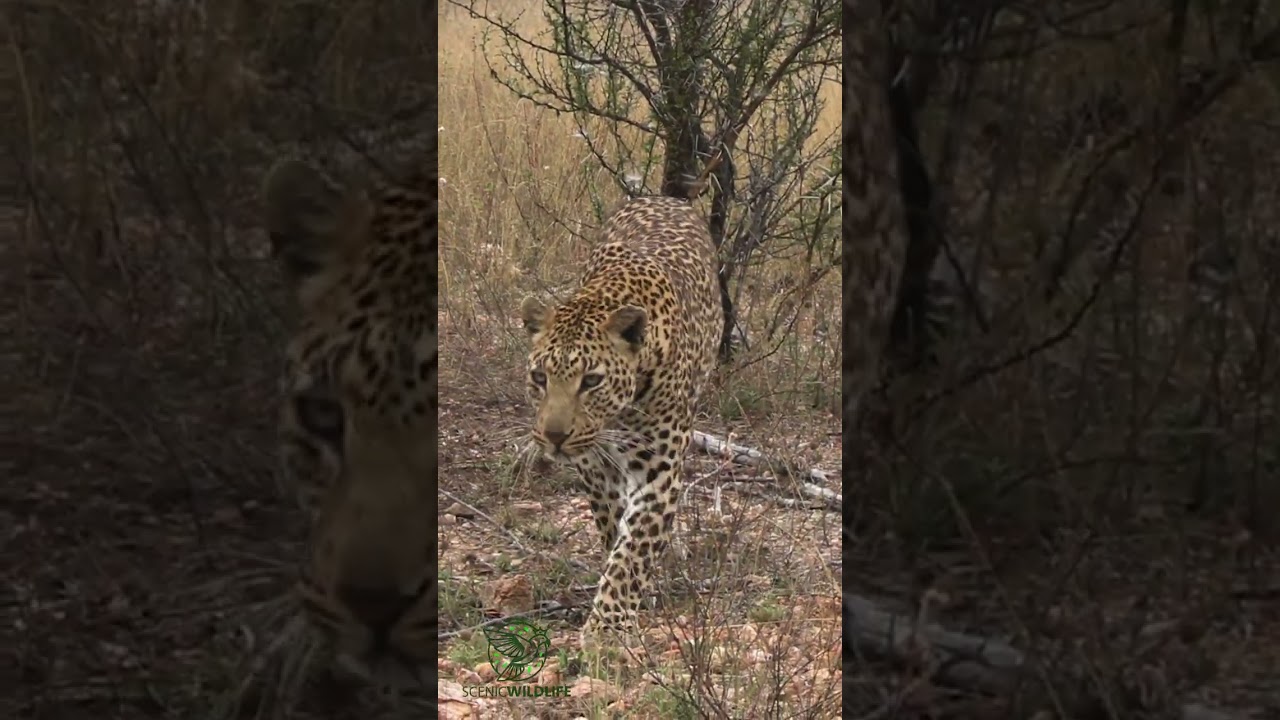 Leopard Xidulu, Spectacular Wildlife Animal: A Close Up View