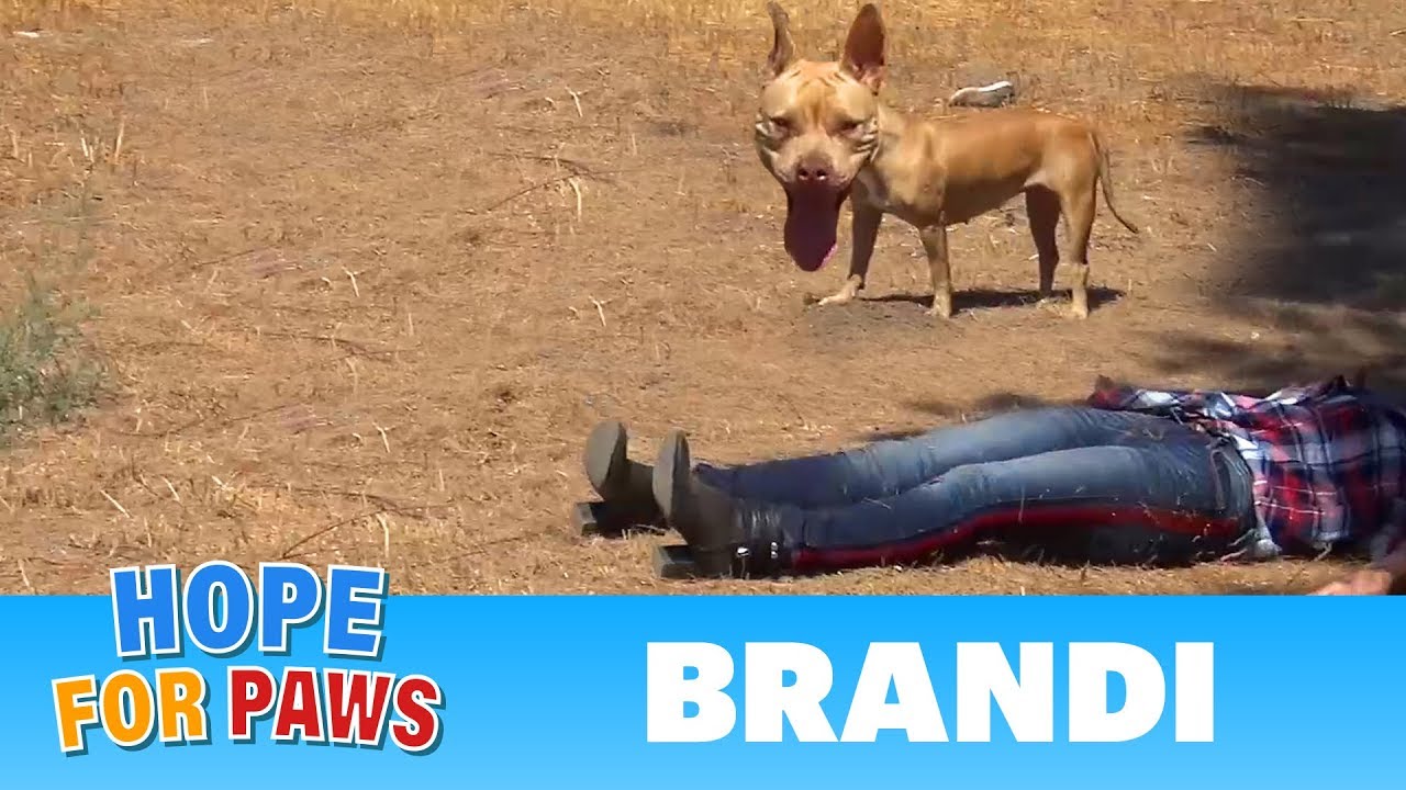 Coyote, Pit Bull, rescuer on the ground and behaviors I have never seen before! #senior