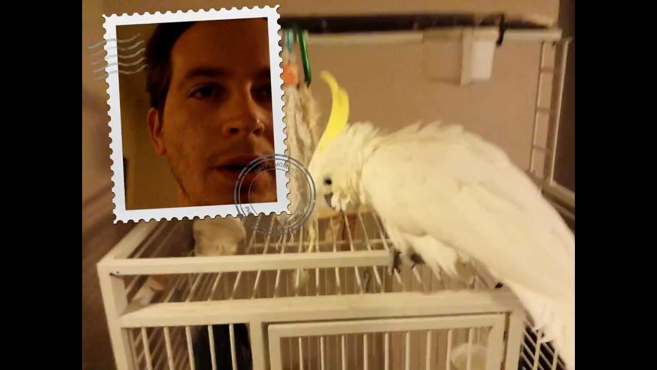 New Device Helps Train Parrots to Stop Screaming