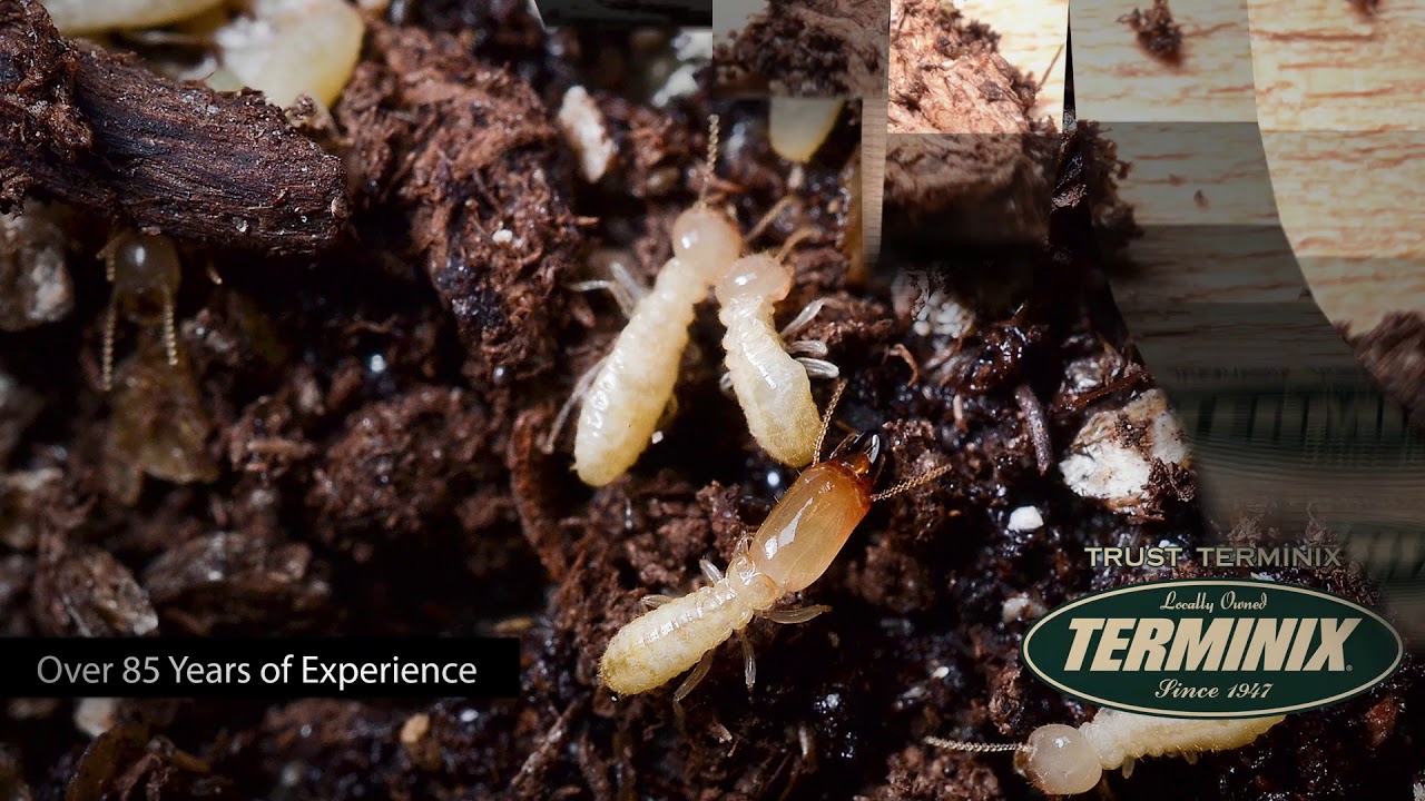 Terminix Termite Video