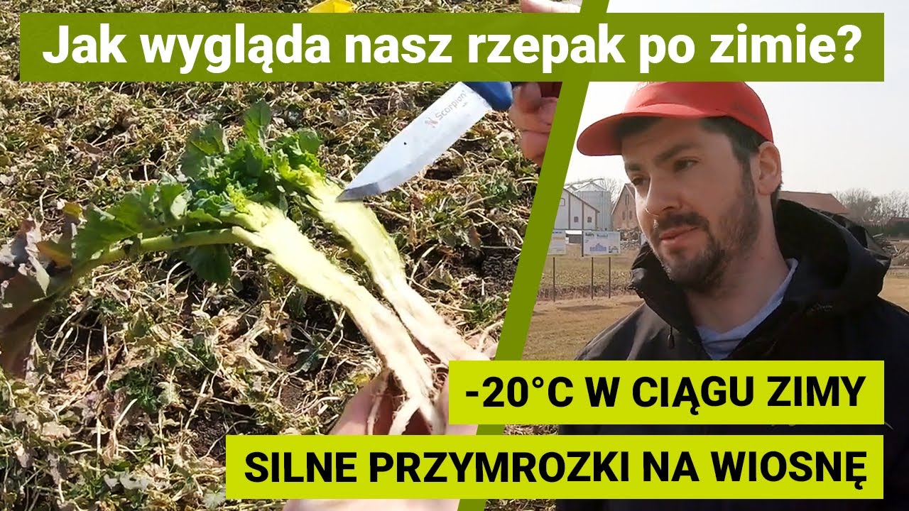 Przezimowanie odmian rzepaku | AGANOS | SY ALIBABA | SY GLORIETTA | Bajdyty | POLA KLASY S