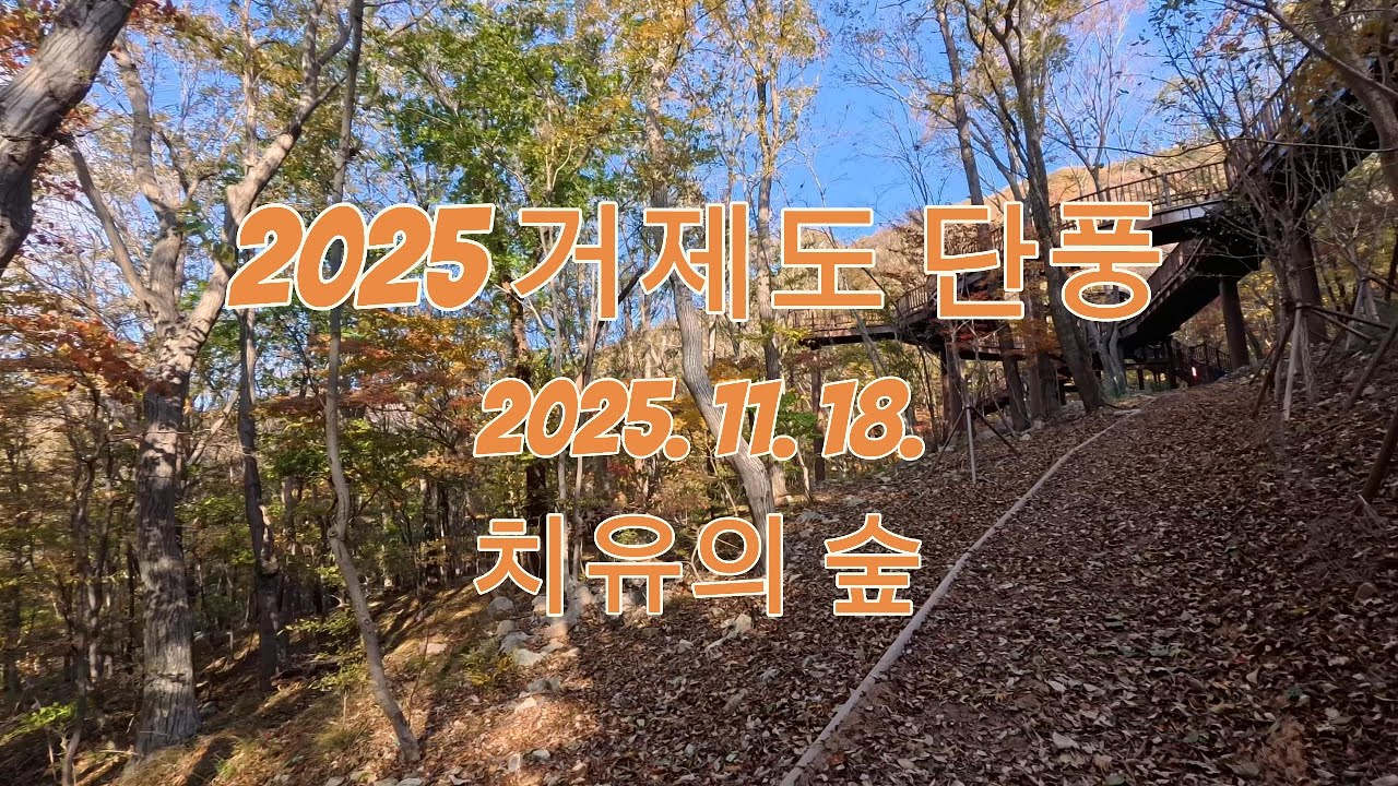 2025 거제도 단풍