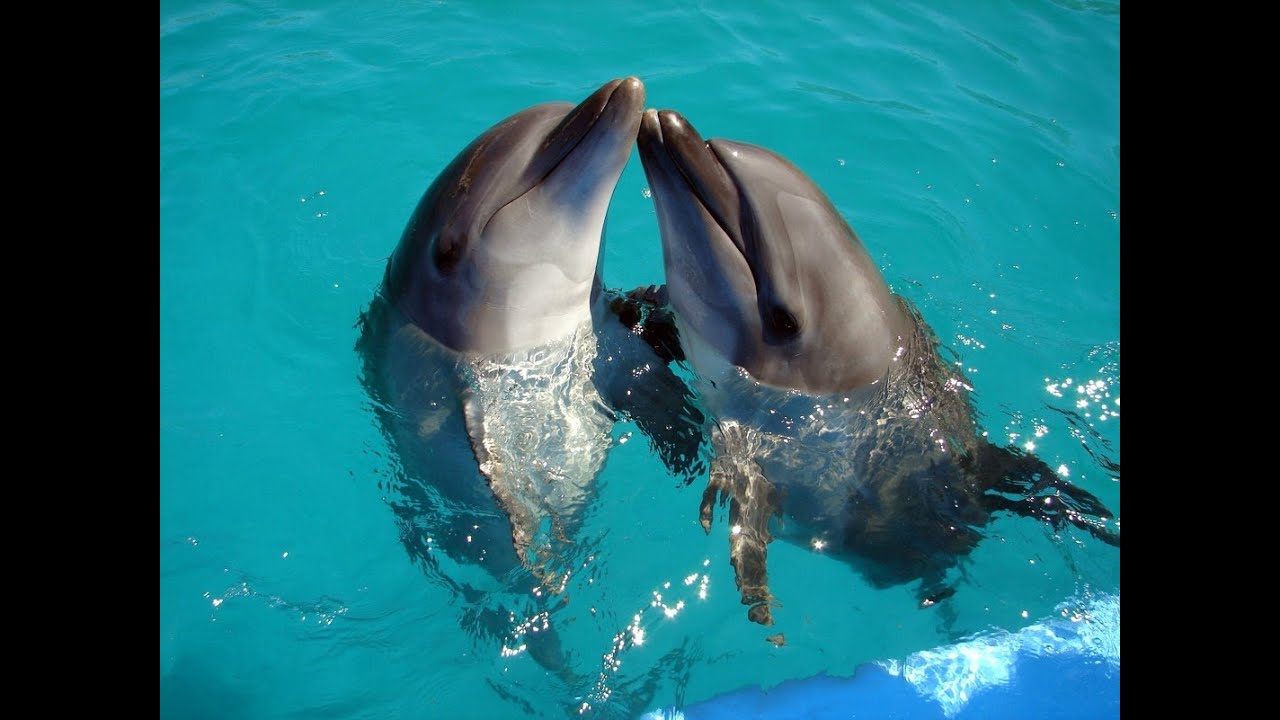 ❤❤❤ Потрясающий Танец Дельфинов//Excellent Dolphin Dance