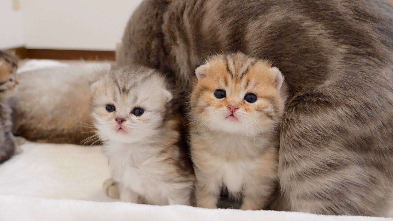Котенок, выглядывавший из живота матери, был таким милым!