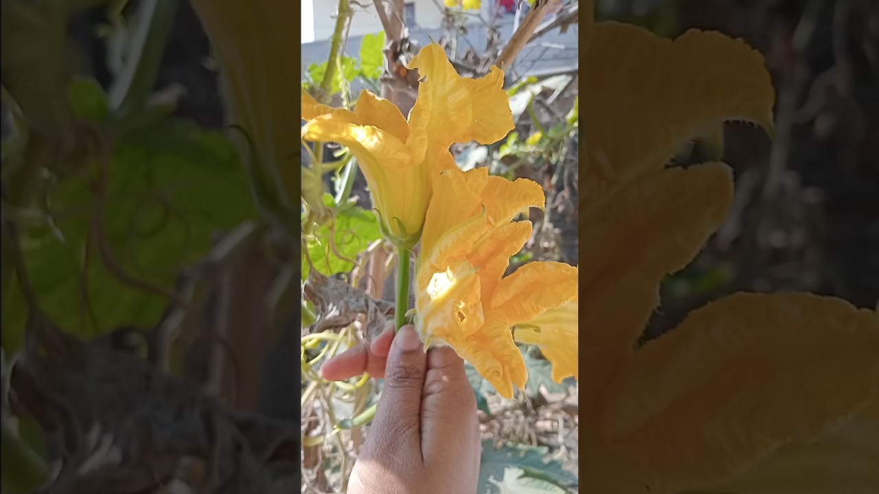 Pumpkin flower harvesting😍