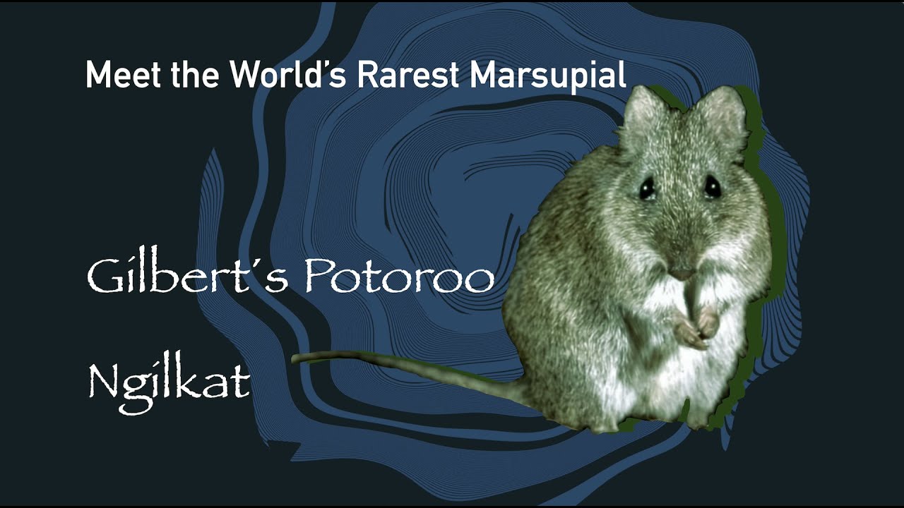 Gilbert&rsquo;s Potoroo Documentary &ndash; Ngilkat: Hope in the Balance (Full Film)