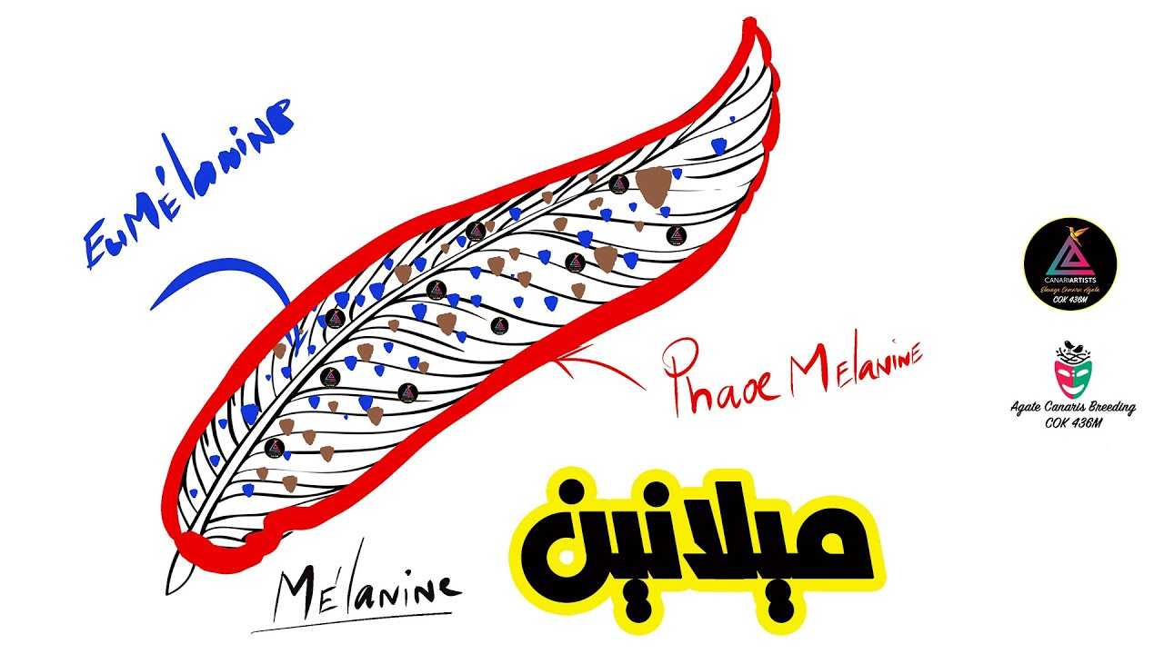 تعريف الميلانين / الفايوميلانين / الأميلانين تربية كناري اللون / الجزء الأول
