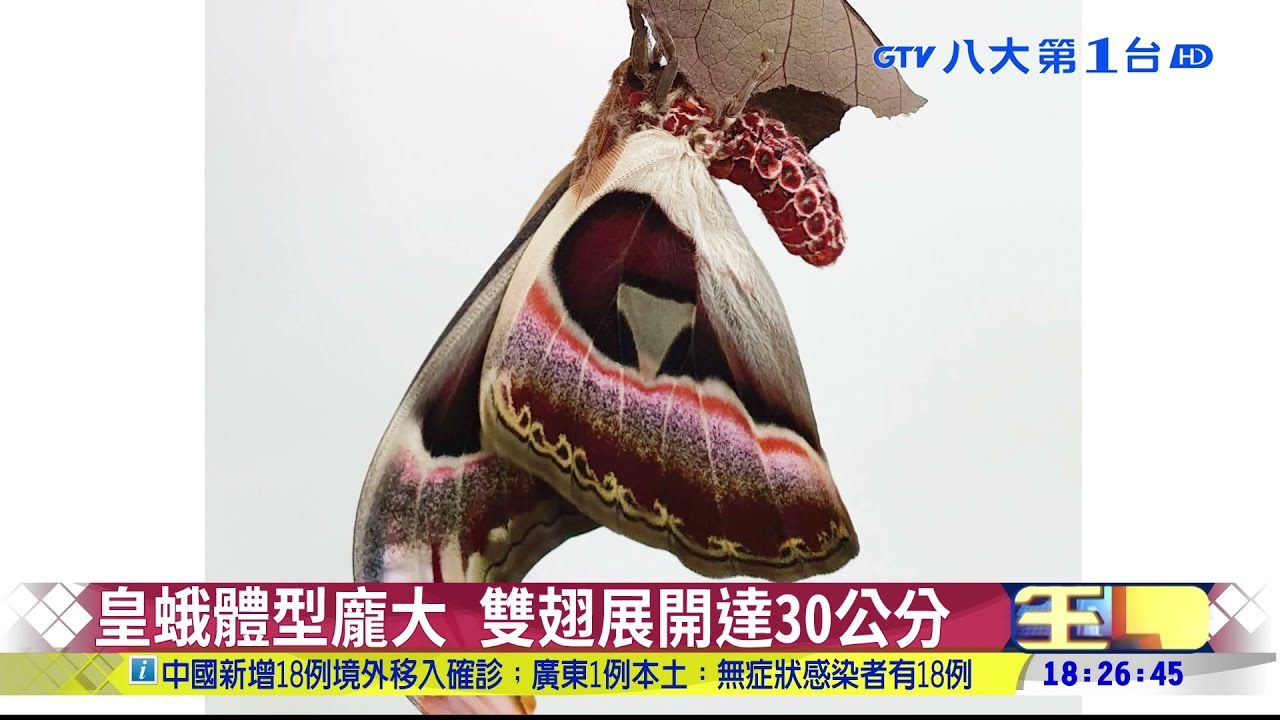 巨大皇蛾在動物園 錯過要等明年 八大民生新聞 2021090618