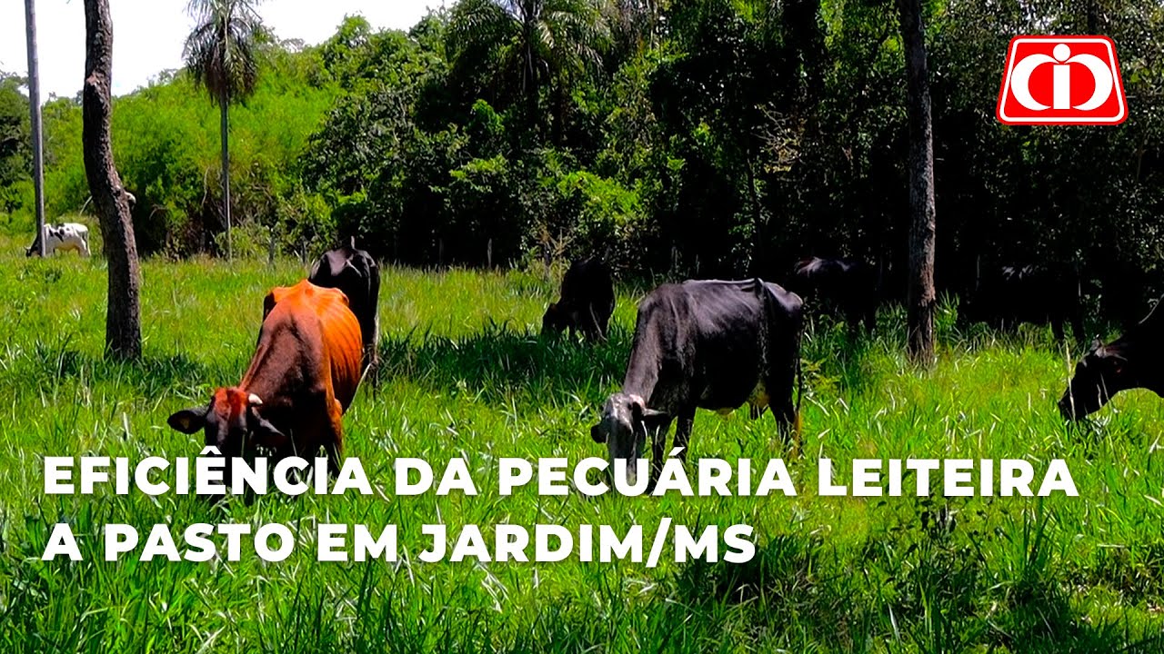 Eficiência da pecuária leiteira a pasto em Jardim/MS