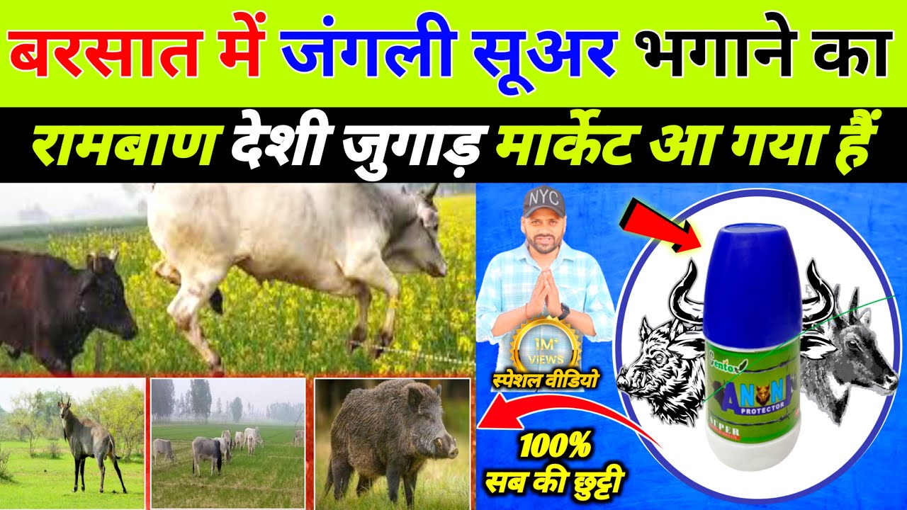 भुंड को भगाने के लिए ये वीडियो जरूर देंखे | bhund bhagane ka tarika | desi jugad agriculture