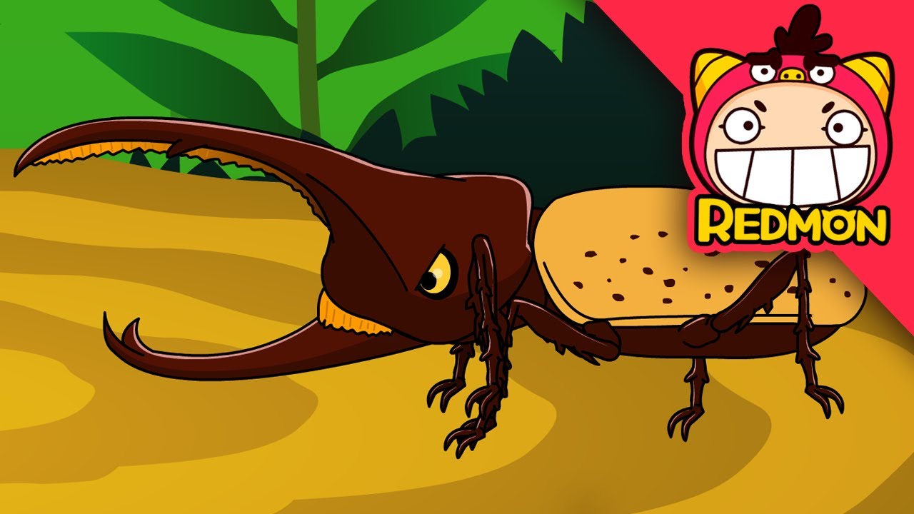 Hercules Beetle vs Caucasus Beetle | Animal Battle | 4K cartoon