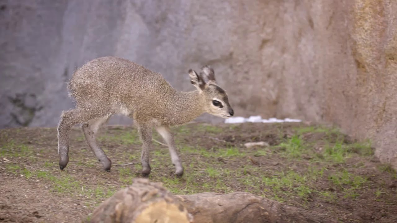 Cute Baby Klipspringer