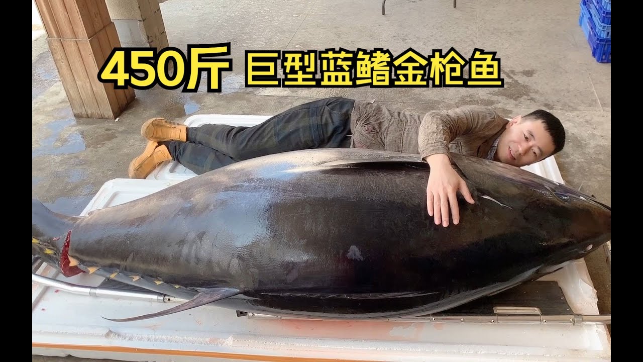 开一条450斤重巨型蓝鳍金枪鱼奢侈一下是种什么体验，味道果然不同凡响