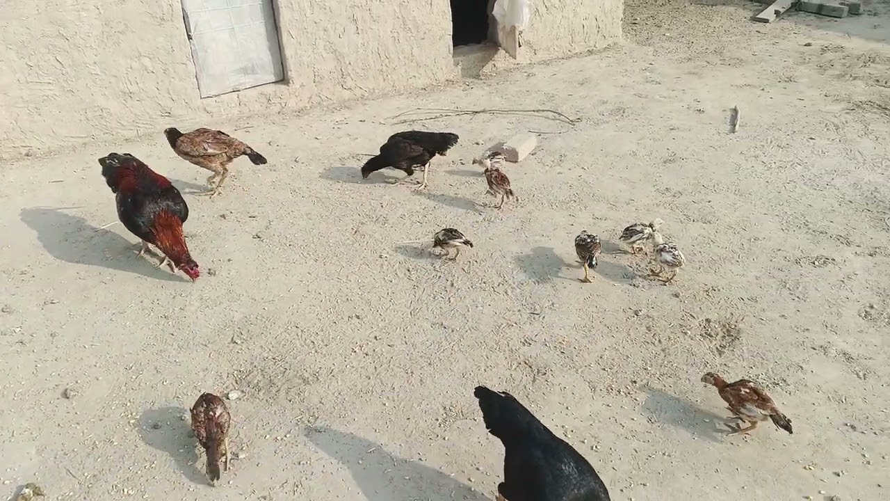 Healthy Desi Chickens 🐔 | Free Range Chicken Life