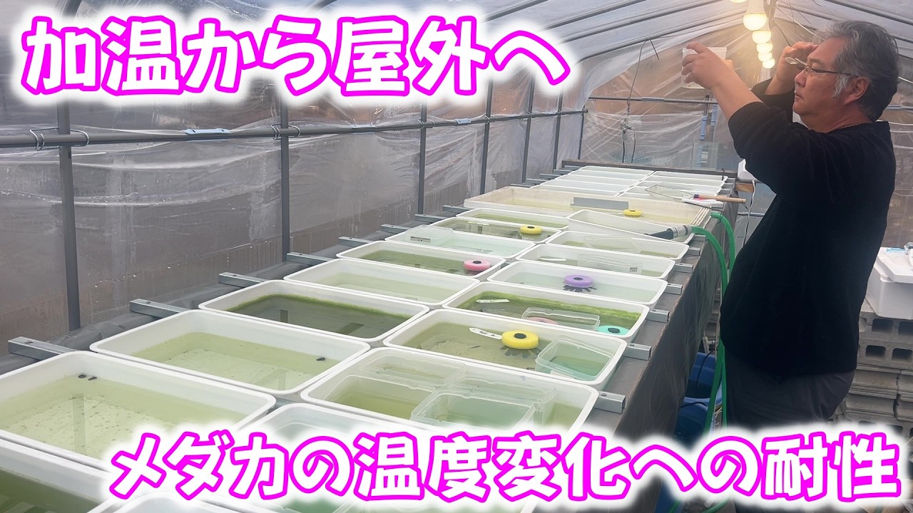 【めだか】メダカを屋外へ出すタイミング、出し方を考える。Ｂ型おやじ　2026年　2月　11日　投稿