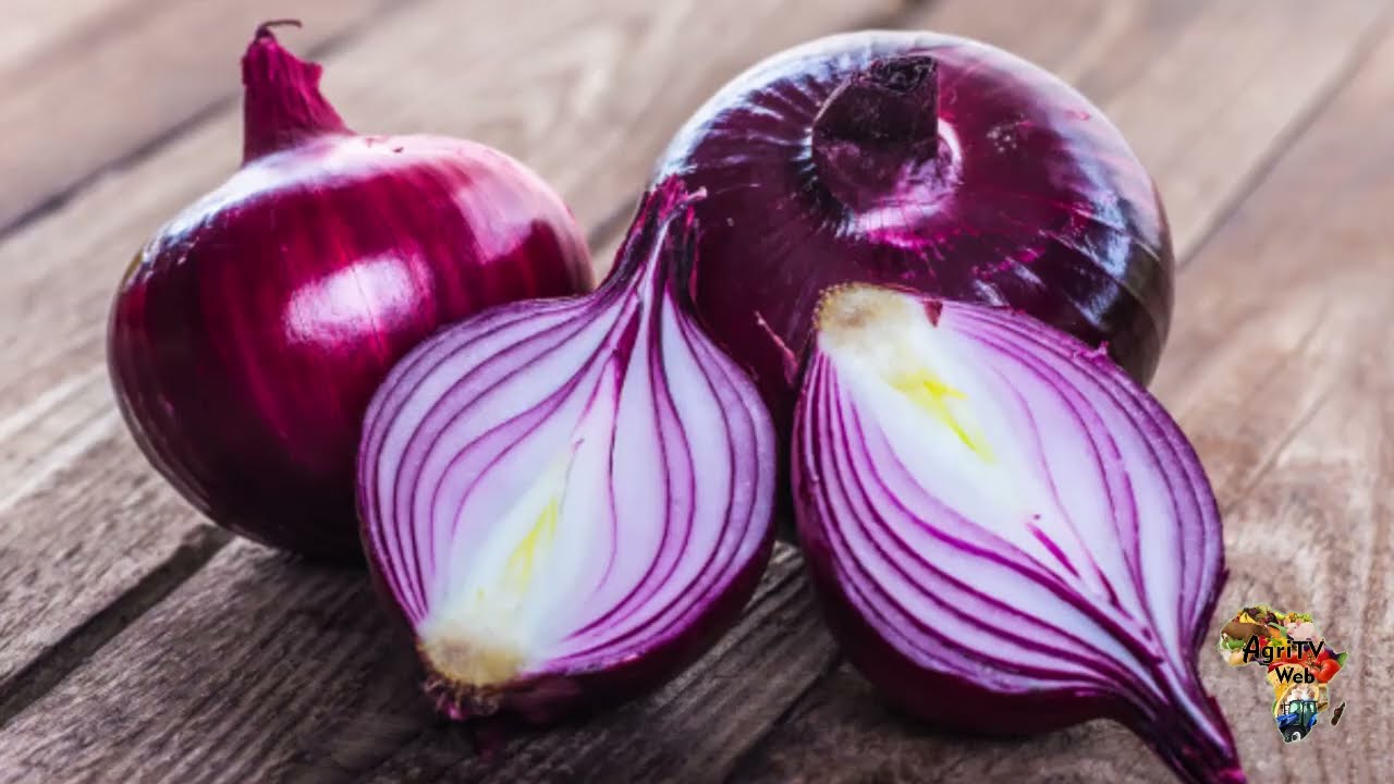 Investir dans la culture et la transformation des oignons