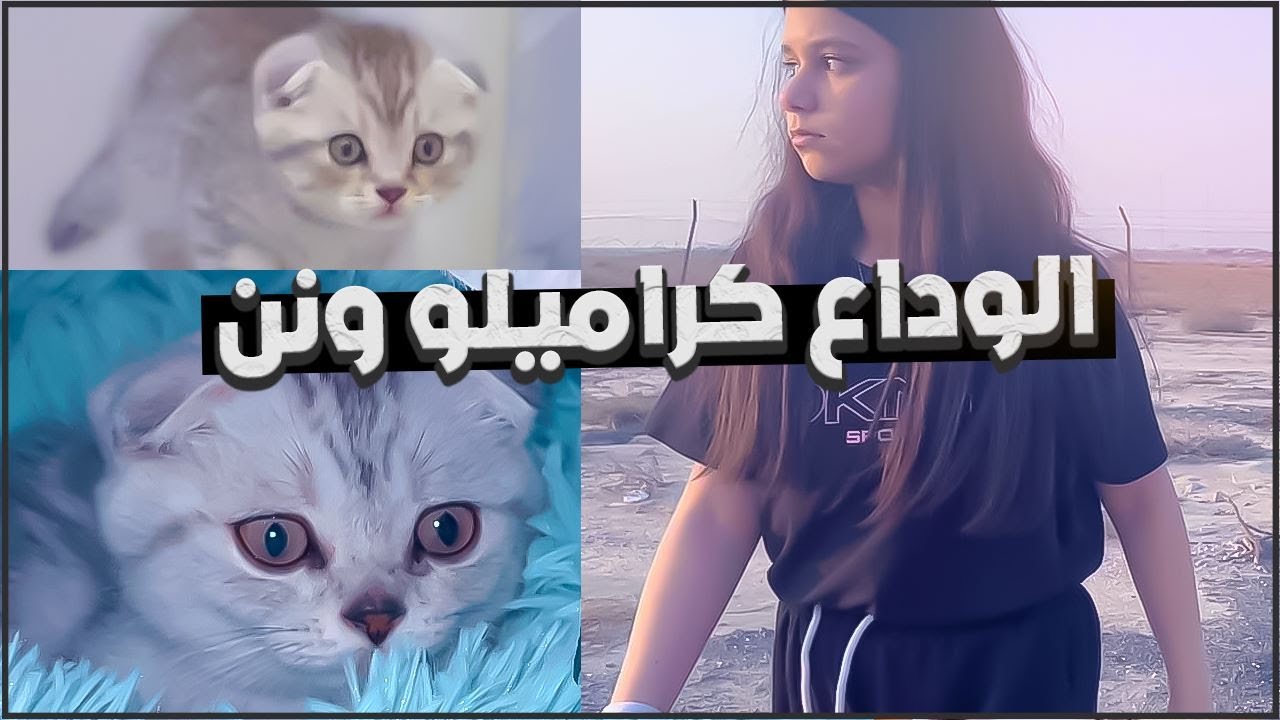 😿😿مؤثر .. نور تبكي على القطط وماتوقعت اللي صار !