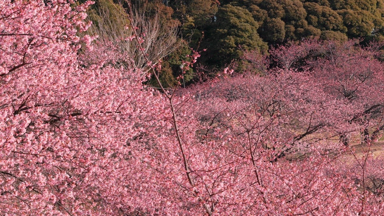 河津桜と白梅　木下万葉公園　Kawazu cherry blossoms and white plumsKioroshi Manyo Park