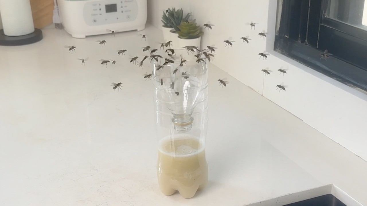 House Flies and Fruit Flies Can't Resist This Trap! How to Get Rid of Flies Fast!