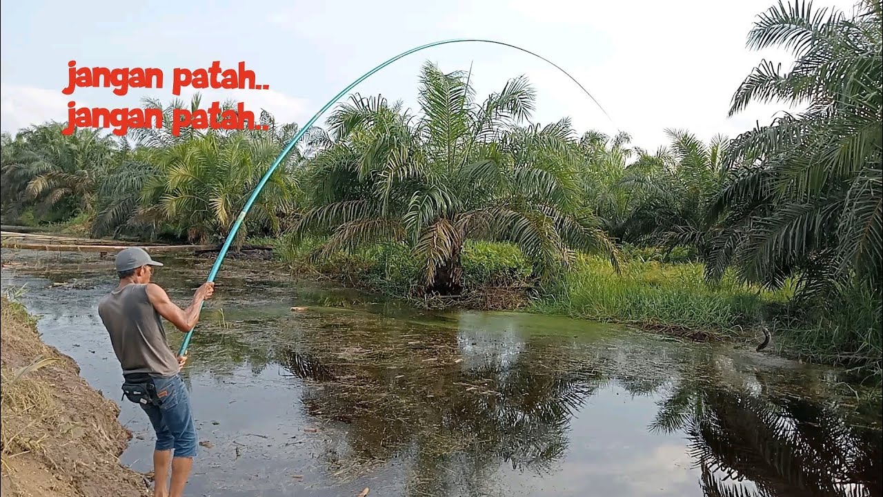 LUAR BIASA ‼️ Ganasnya ikan gabus di kanal yang habis di cuci parit