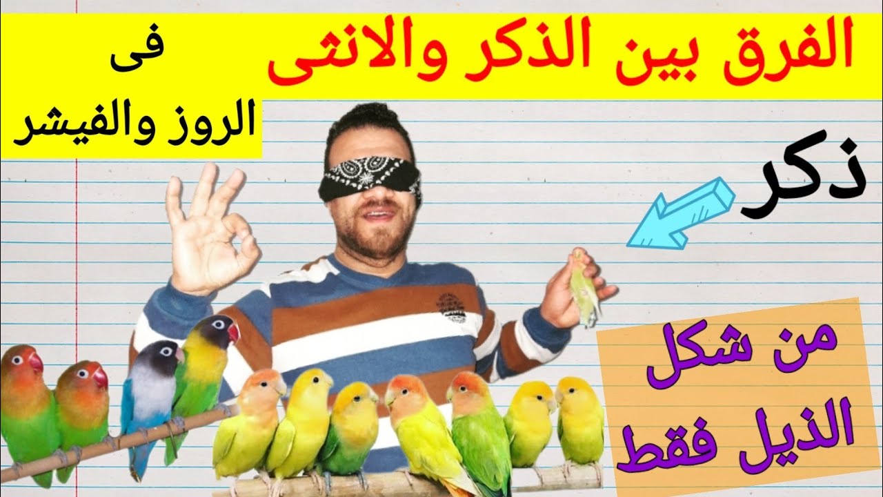 تحديد الذكر والانثى فى الروز والفيشر من الذيل فقط