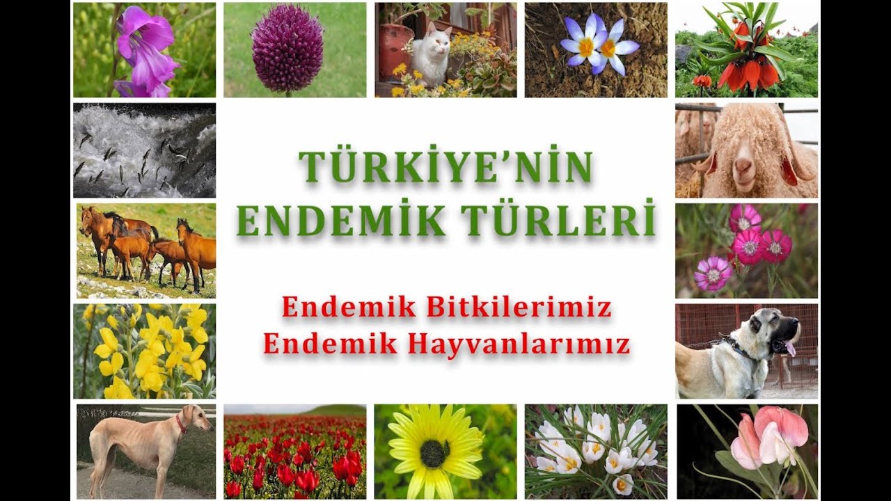 T&Uuml;RKİYE'NİN ENDEMİK T&Uuml;RLERİ / Endemik Bitkilerimiz ve Endemik Hayvanlarımız #coğrafya  #endemik #yks