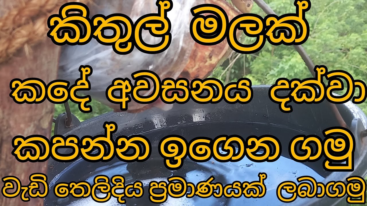 මෙන්න කිතුල් මල් හදන ඔබට වැදගත්ම දෙයක්🌴sri lanka kithul product🌴👍👍👌