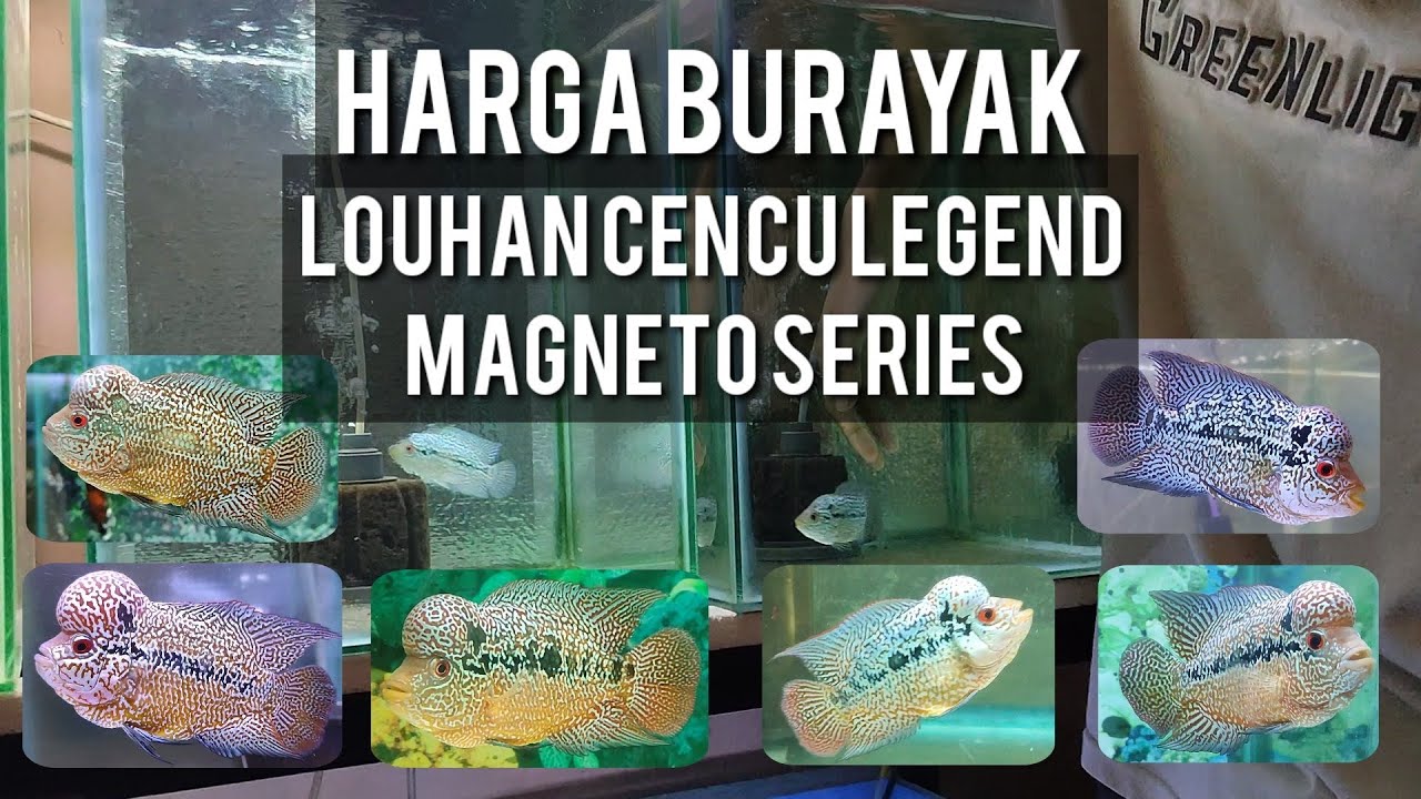 AKHIRNYA BELI LOUHAN CENCU LEGEND MAGNETO | HARGA BURAYAK LOUHAN