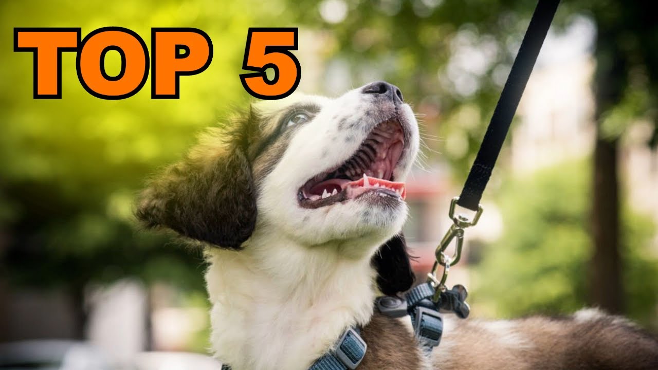 harnais chien : TOP 5 des meilleurs harnais pour chiens à acheter en 2023 ! (chien toute taille)