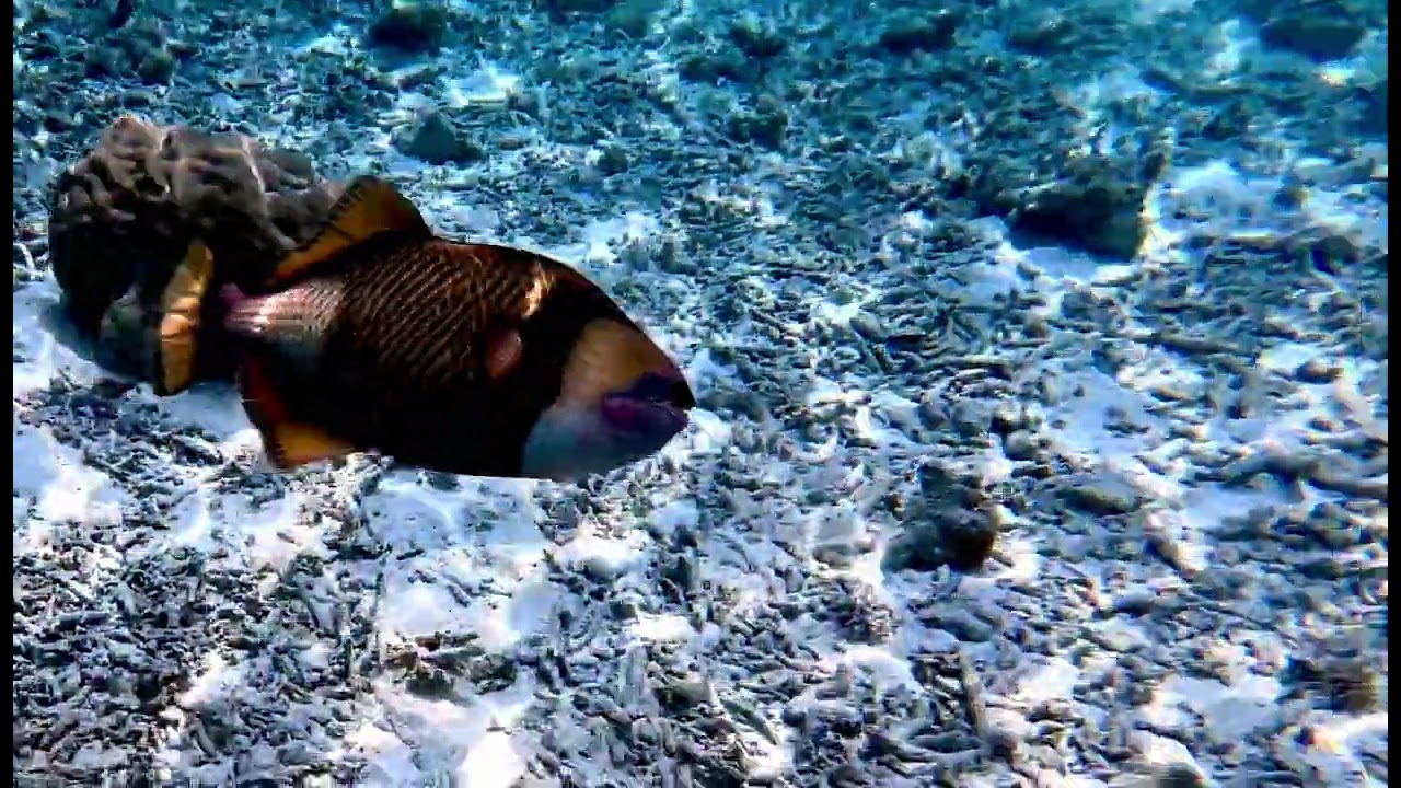 Trigger Fish 😳