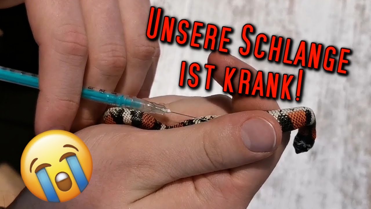 unsere neue Schlange ist KRANK?!😰😭 | Terraristik | | ❄ Lilith Whitic ❄