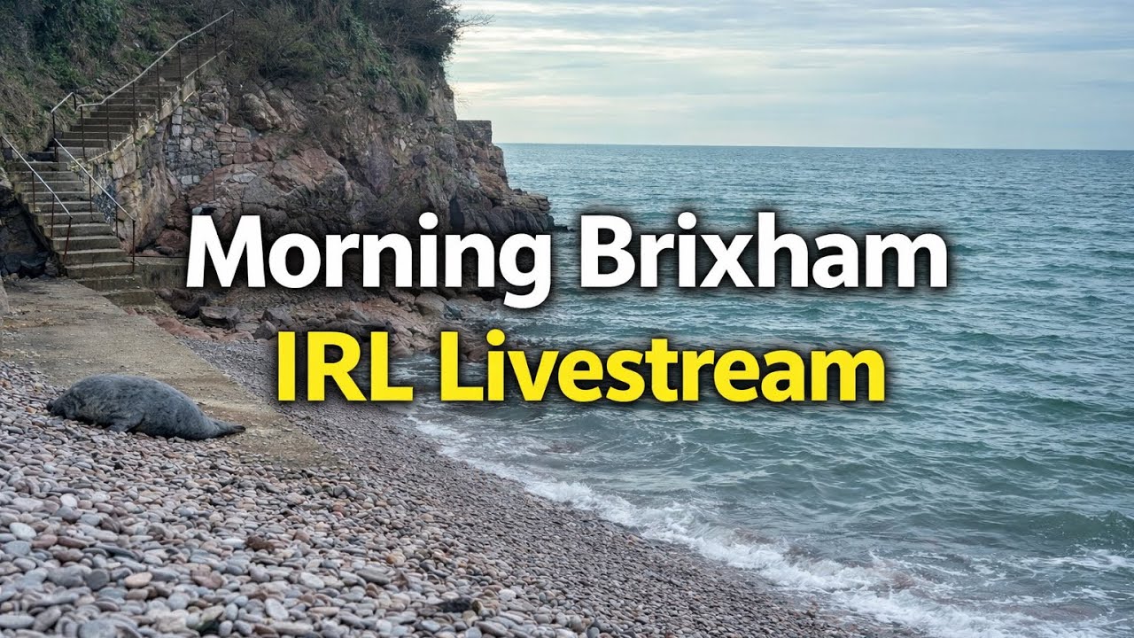 Seal On The Beach During My 10°C Morning Livestream! 🦭 | Brixham IRL