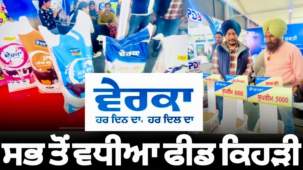 ਸਭ ਤੋਂ ਵਧੀਆ ਫੀਡ ਕਿਹੜੀ ਹੈ ? ਵੇਰਕਾ ਦੀਆਂ ਫੀਡਾਂ ਬਾਰੇ ਜਾਣਕਾਰੀ | Verka Cattle Feeds | Dairy Farming