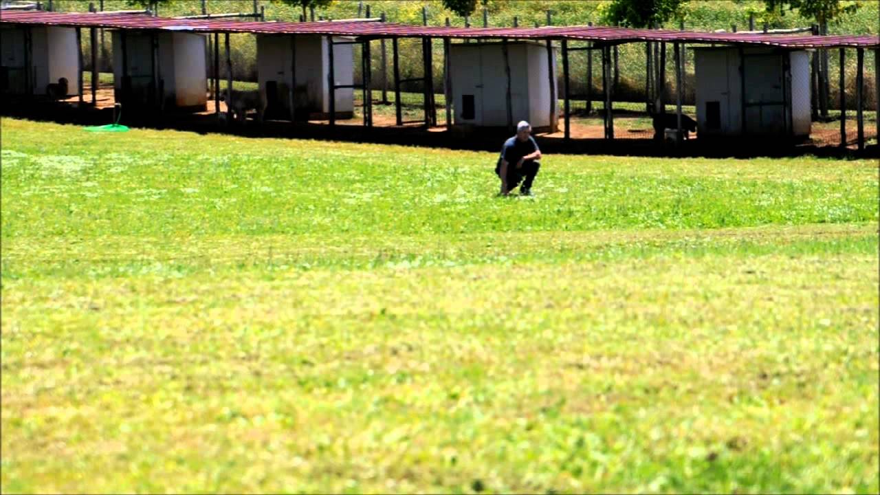Pensione cani Roma Diego Sebastiani