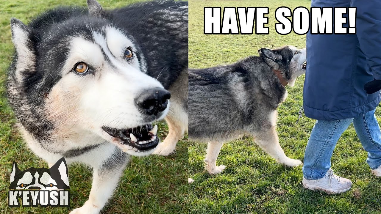 My Husky CHASED Us Trying To Wipe Something On Us!