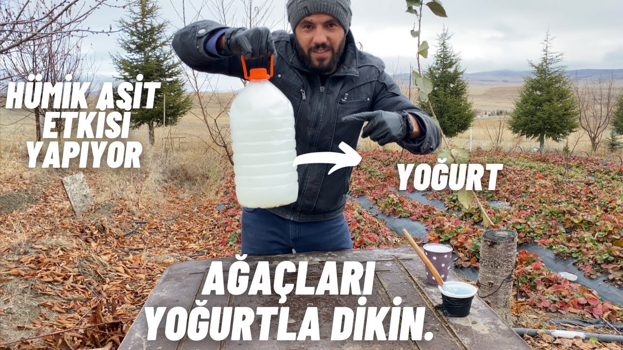 1 KAŞIK YOĞURT İLE AĞAÇ DİKİN VE 6 AY SONRA