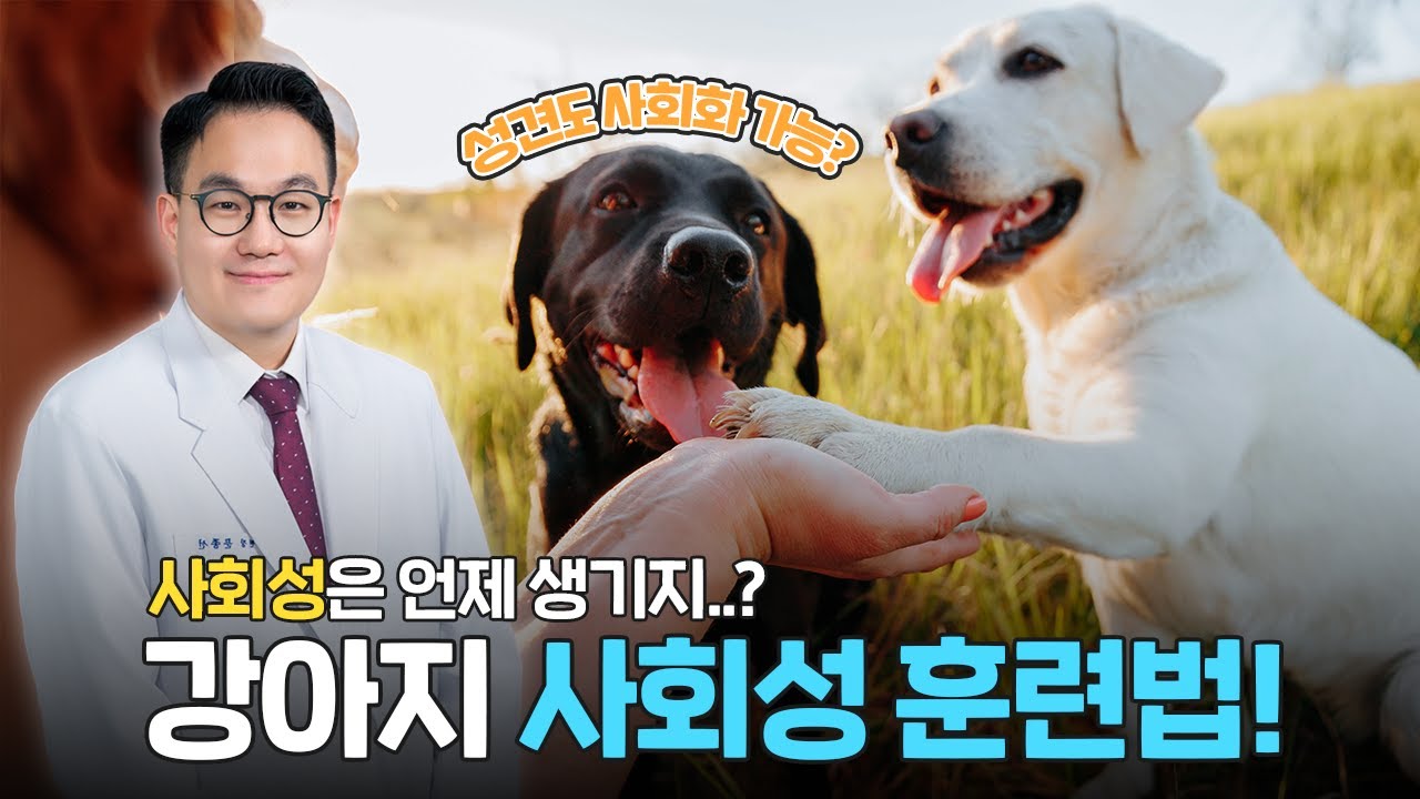 우리 강아지 사회성 어디갔지?😢 | 인천스카이동물메디컬센터 문종선 원장