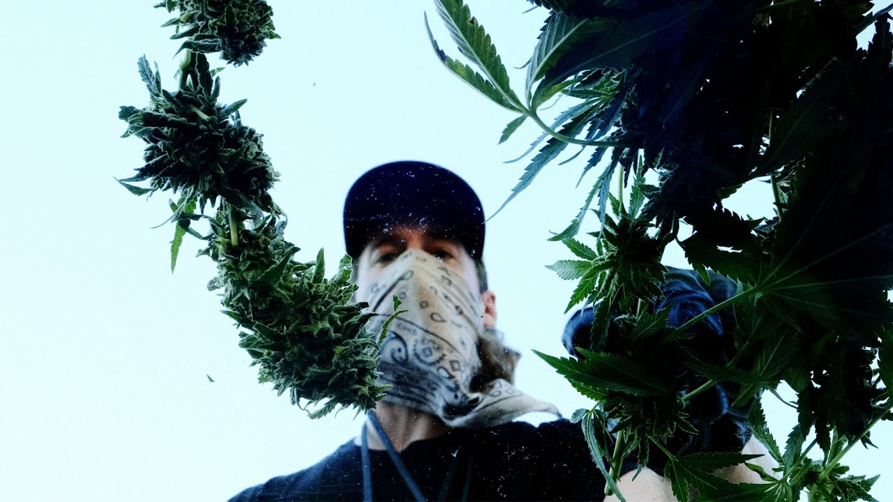 Harvesting Our Cannabis (POV VIDEO 👀)