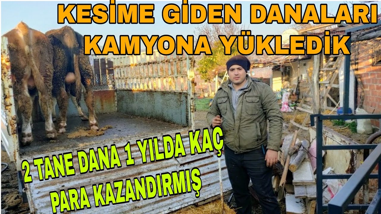 SADECE ARPA YİYEN DANALAR KESİLDİ~2 DANA 1 YILDA KAÇ PARA KAZANDIRDI?