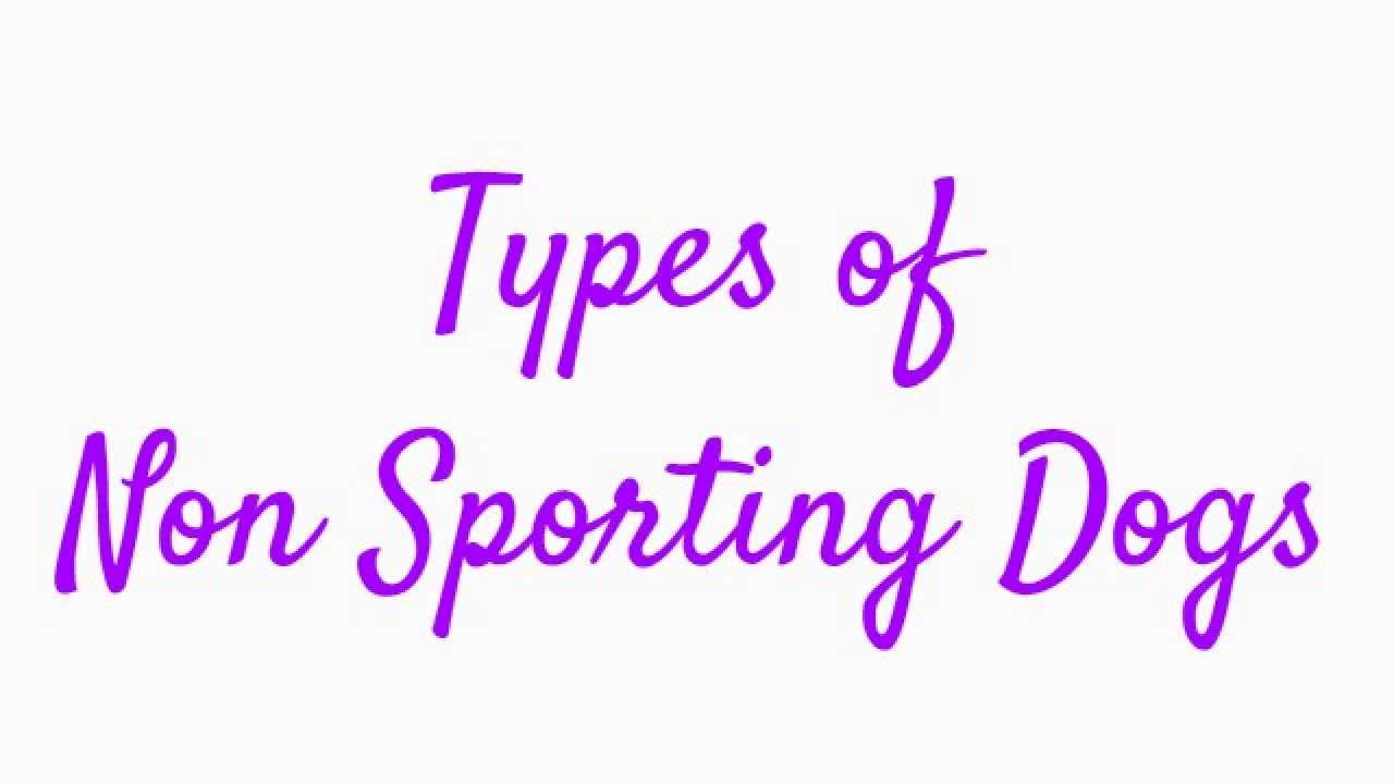 Types of Non Sporting Dogs