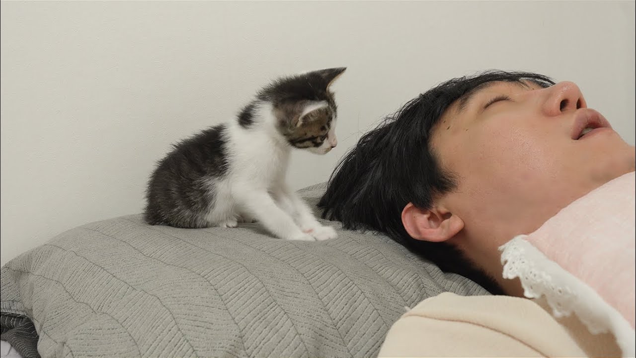 What Do Kittens Do While You Oversleep?