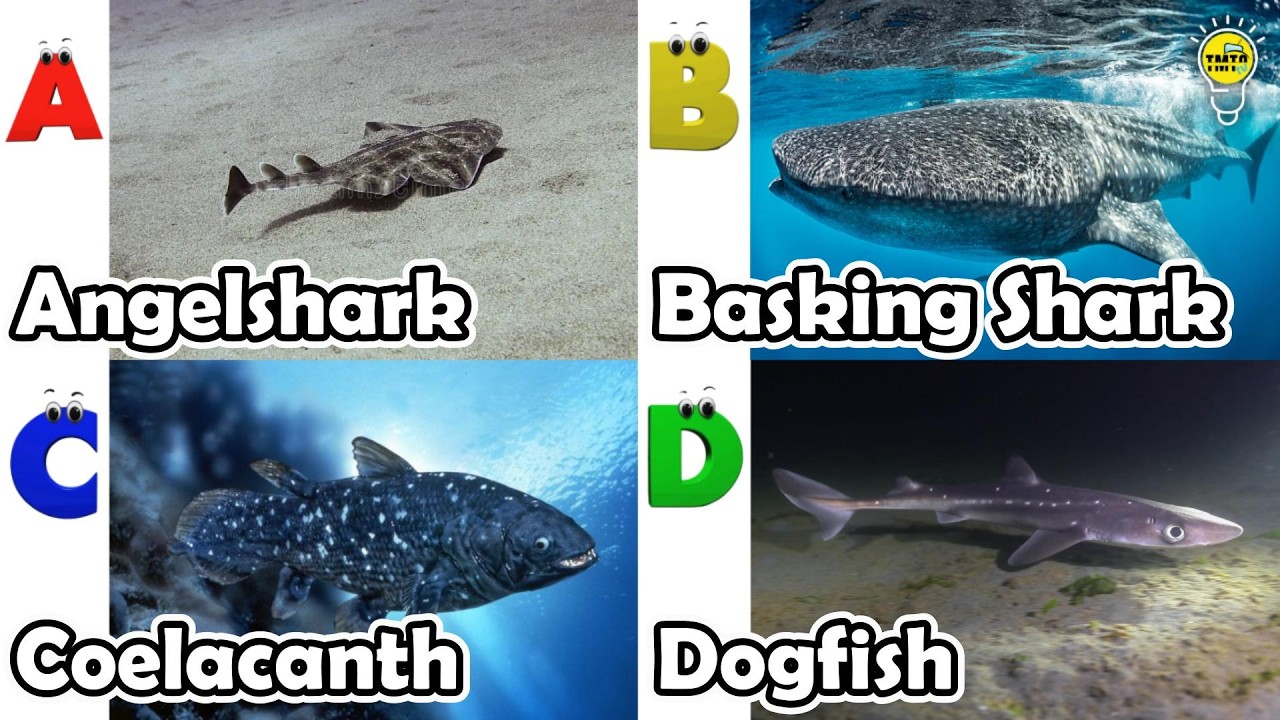ABC phonics animals | ABC Sea Animals song | Alphabets Kids Song #angelshark