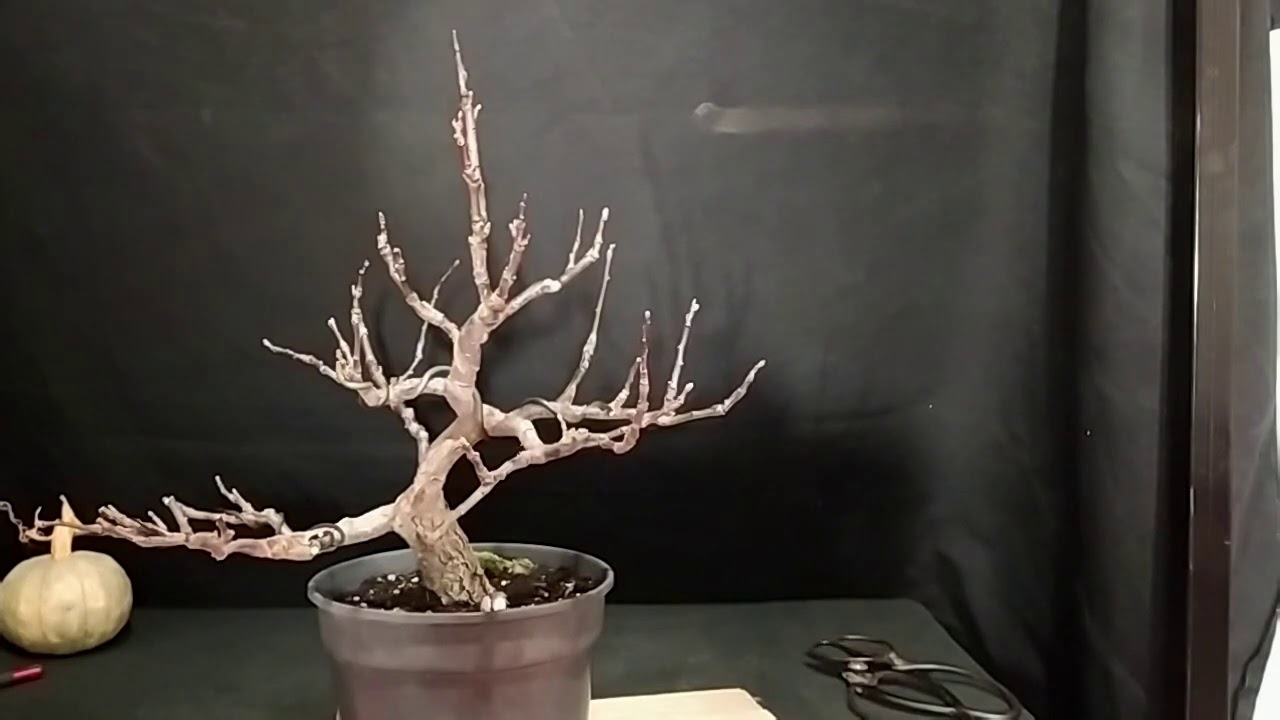 Poda y alambrado de manzanos bonsai
