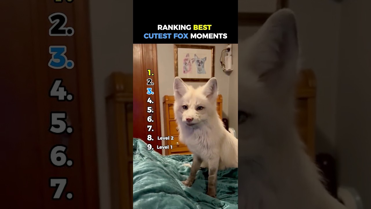 Ranking Best Cutest Fox Moments #shorts #fox